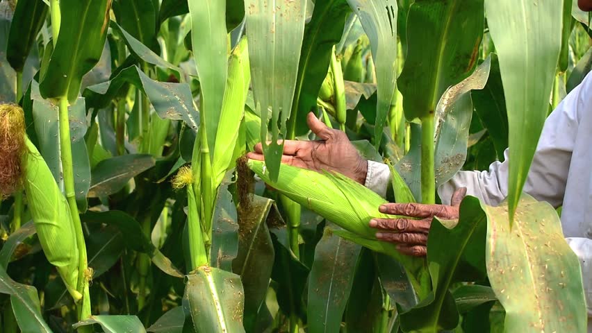 Ripe sweet corn cob, Farmer hands inspecting corn pods in corn field in background Royalty-Free Stock Footage #1111234169