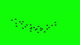 Fish schooling  Swim Underwater Green Screen Video Animation. 4K - Powered by Shutterstock - Get 15% off with code: PIKWIZARD15