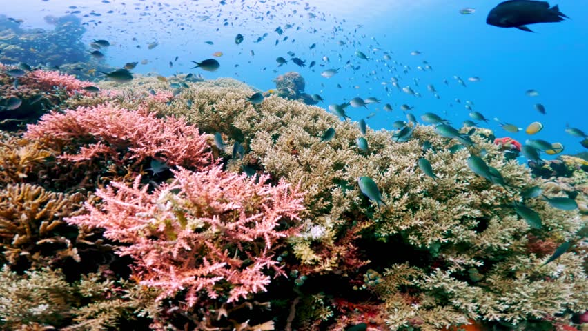 Beautiful Underwater Colorful Tropical Reef with Sea Fish. Discover Wildlife Scenery in Ocean. Calm Marine Snorkeling in Asia Coral Reefs. Bright Vibrant Biodiversity Sea Flora and Fauna Depth World