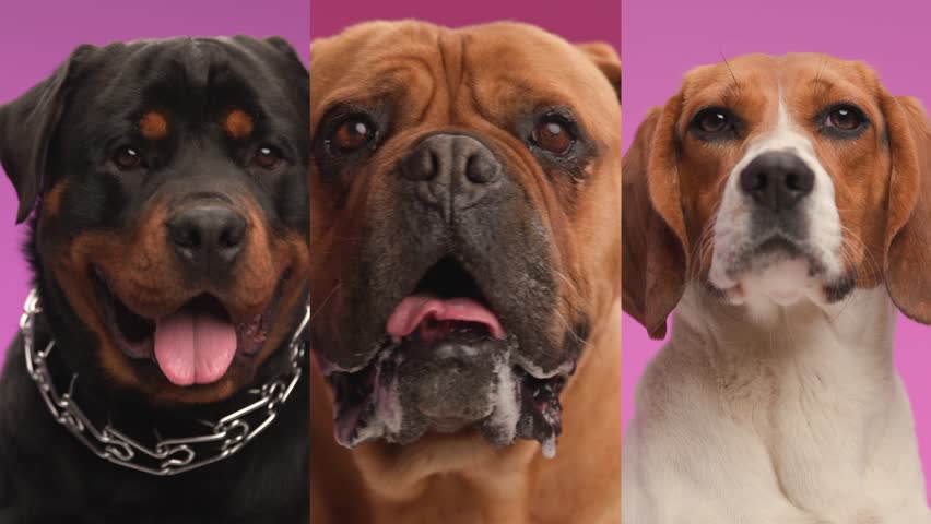 Bored beagle dog looking at his rottweiler and bull mastiff dog friends while panting and sticking out tongue on pink background | Shutterstock HD Video #1111235159