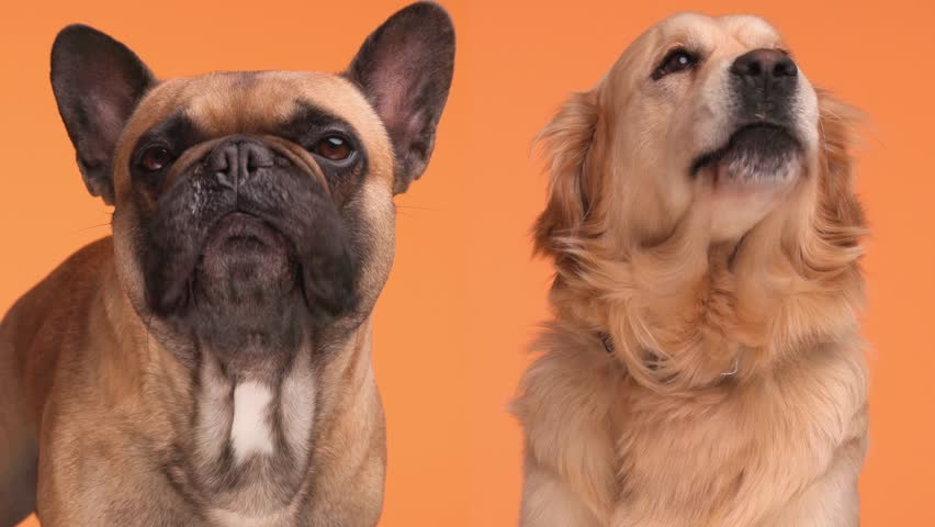 Couple of sweet French bulldog and Labrador retriever puppies sticking out tongue and licking nose in front of orange background | Shutterstock HD Video #1111235167
