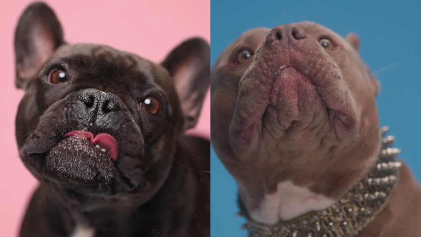 Funny greedy dogs sticking out tongue, being extremely hungry and licking transparent plexiglass in front of pink and blue background | Shutterstock HD Video #1111235173