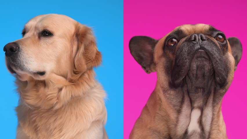 Curious French bulldog puppy looking up, waiting for food while licking nose and his golden retriever dog friend sitting and being bored next to him on blue background | Shutterstock HD Video #1111235177