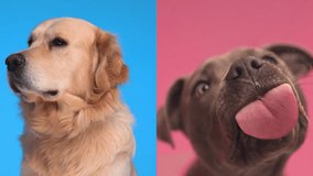 adorable golden retriever dog being jealous of his Amstaff friend licking transparent glass in a greedy way in front of pink background