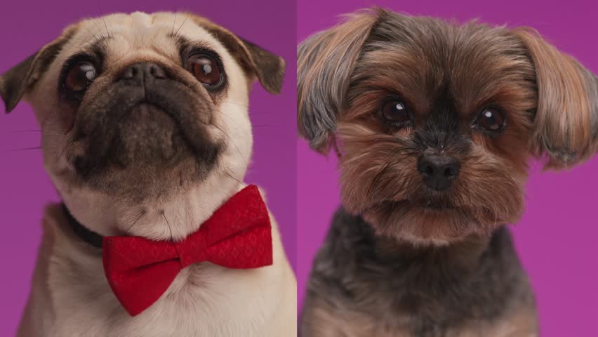 Curious little pug and Yorkshire terrier puppies looking up, being eager and licking nose in front of purple background | Shutterstock HD Video #1111235185