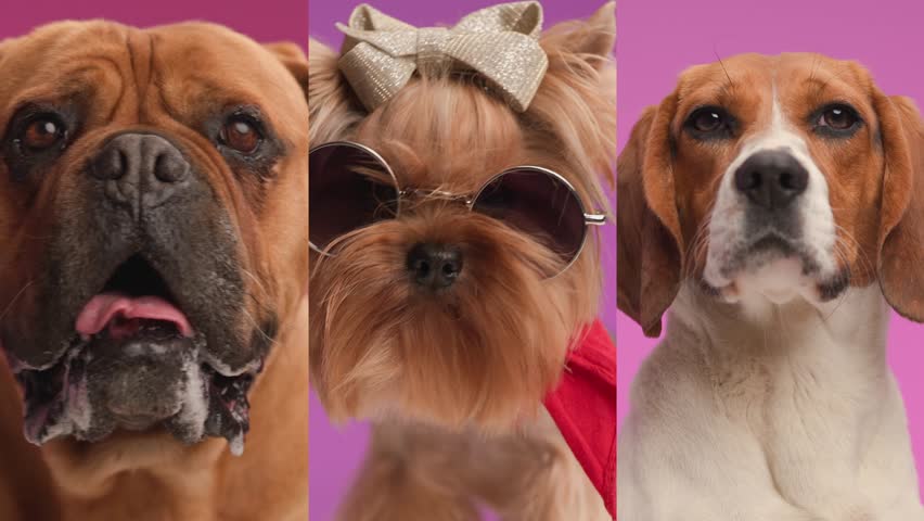 Different types of adorable dogs being bored looking forward and sitting in front of pink background in studio | Shutterstock HD Video #1111235189