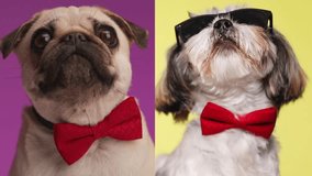 adorable pug with red bowtie greedy looking while his shih tzu friend is wearing sunglasses, looking up and licking nose on yellow background