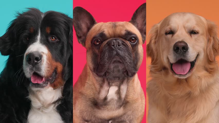 Montage of different types of puppies being happy, looking forward and panting in front of different colors background | Shutterstock HD Video #1111235199