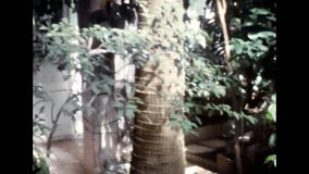 Palm tree trunk in summer sunlight, close up archives. Green lush leaves of palm tree bottom view. Palm trees in park greenhouse. Exotic trees in garden. Archival vintage color film. Old retro archive