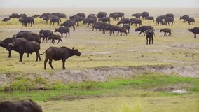 A big herd of cape buffaloes (Syncerus caffer) grazing near a river.