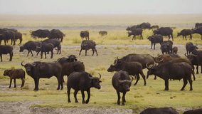 A big family of Cape buffaloes (Syncerus caffer) grazing in Savanah.