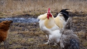 Chickens and rooster feeding on rural barnyard on grass,flaps its wings,feathers on wind.Hens on backyard in free range poultry eco farm.poultry farming.chicken coop, footage video.