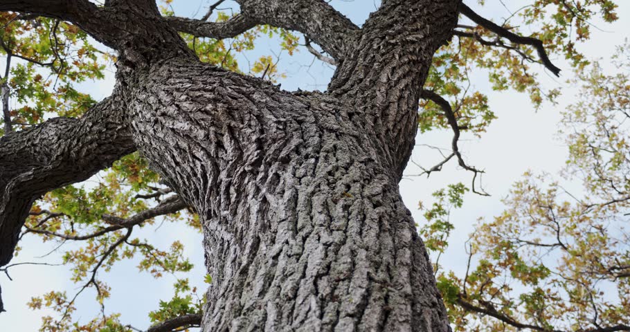 View of the crown of an oak tree in autumn, from the bottom up, covered with yellow and green leaves against the background of a blue sky. The camera moves up along the tree trunk