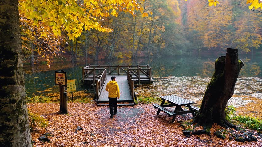 Man going to watch the leaves falling on the lake while enjoying the autumn view. The man in the yellow coat walks towards the lake. Drone view. Yedigoller, Bolu
