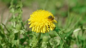 A bee soiled in pollen collects nectar from a yellow dandelion flower