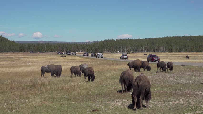 Tourists in cars watch bison from Fountain Flats Drive roadway, Yellowstone National park, Wyoming, USA