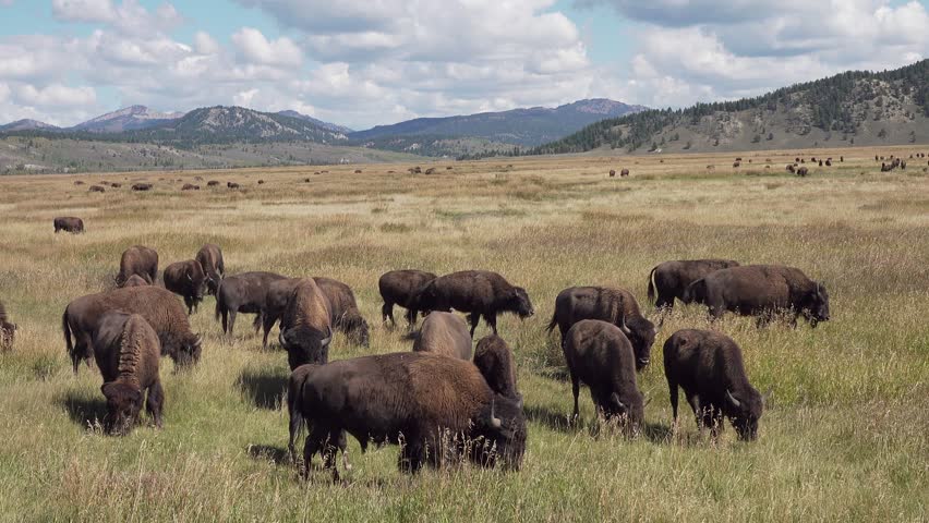 American bison roam Grand Teton National Park grasslands, Wyoming, USA