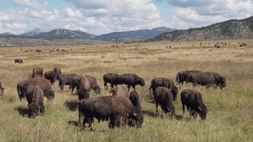 American bison roam Grand Teton National Park grasslands, Wyoming, USA - Powered by Shutterstock - Get 15% off with code: PIKWIZARD15
