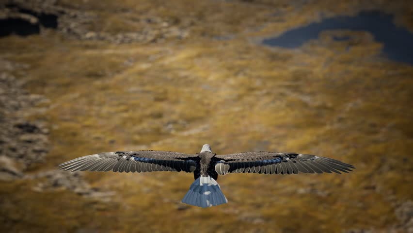 slow motion american bald eagle in flight over alaskan mountains