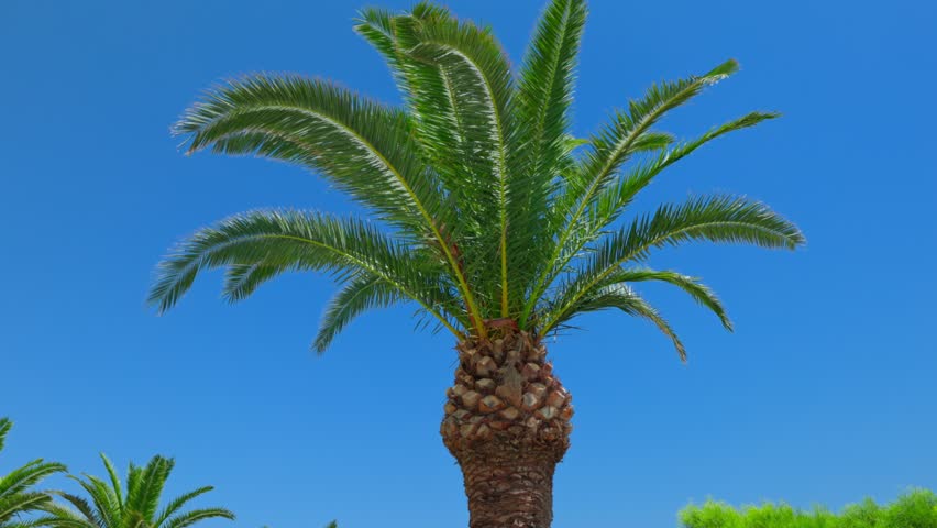 Close-up view of top of coconut tree against blue sky background with palm fronds swaying in wind. Greece. | Shutterstock HD Video #1111256611