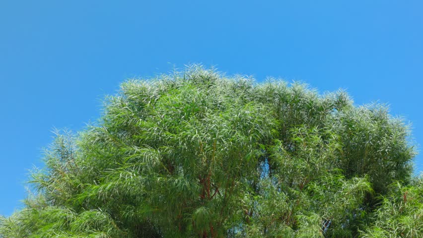 Close-up view of tropical trees against blue sky background with fronds swaying in wind. Greece. | Shutterstock HD Video #1111257041