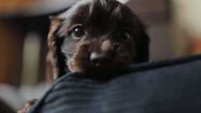 Young English Cocker Spaniel puppy, close-up portrait. Small dark brown English Cocker Spaniel puppy on the sofa. A young English Cocker Spaniel puppy looks at the camera. Happy puppy. soft focus