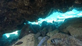 Different kinds of fish swimming under the rocks. 4K and slow motion. Underwater video.