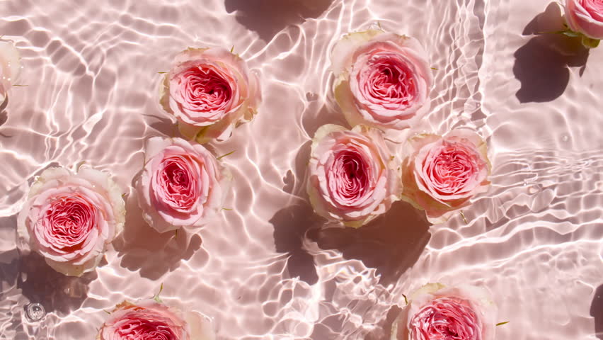 Pink rose flowers on water surface and of waves on pink background. Sun and shadows. Water splash. Pure pink water with reflections sunlight and shadows in slow motion. Sample for design, advertising Royalty-Free Stock Footage #1111260697