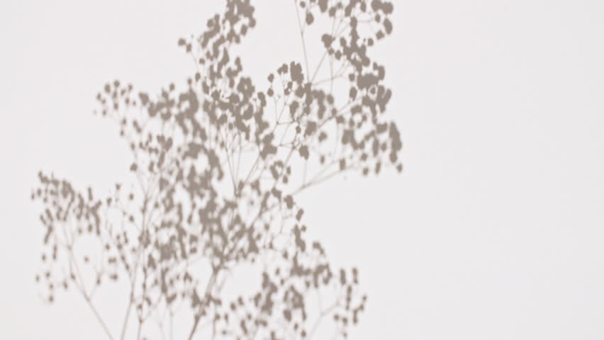 Shutterstock Video