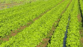 Healthy Harvest: Green Hydroponic Lettuce Farm Video Lettuces growing in open ground. Selective focus on crop leaves.