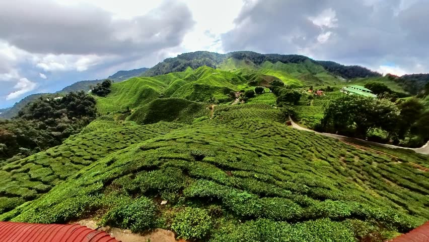 View from the sky of the tea fields in the Cameron Highlands of Malaysia. Boasting the most high-quality tea leaves and magnificent scenery. Hills and tea shrubs spread across many acres of land.