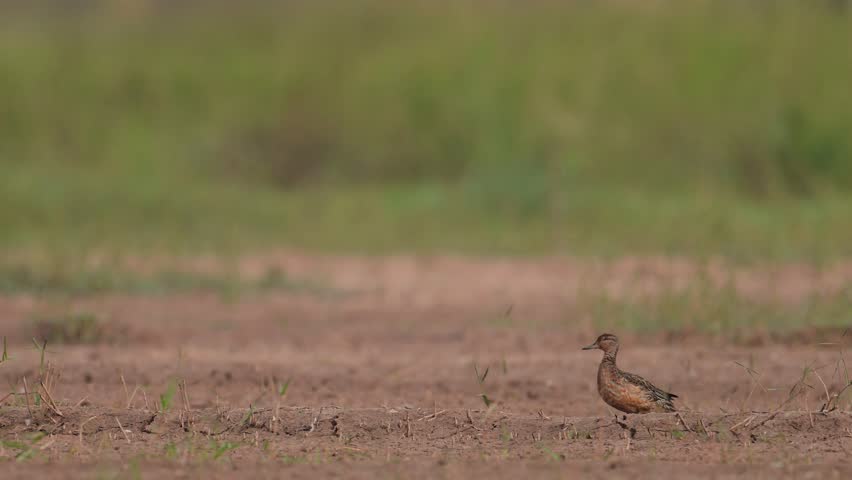 Green Winged Teal Resting outside the water
