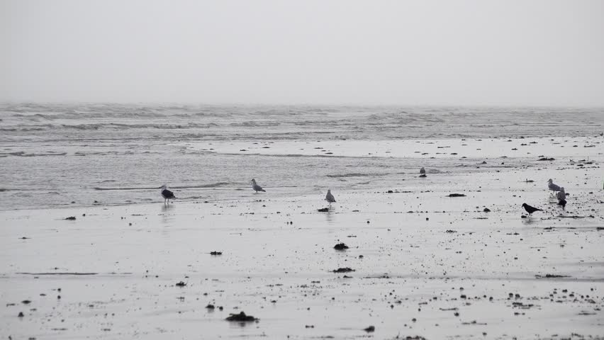 Gulls and crows walk along a sandy seashore searching for food as waves lap in on a dark and moody early morning before storm Ciarán is due to make landfall.