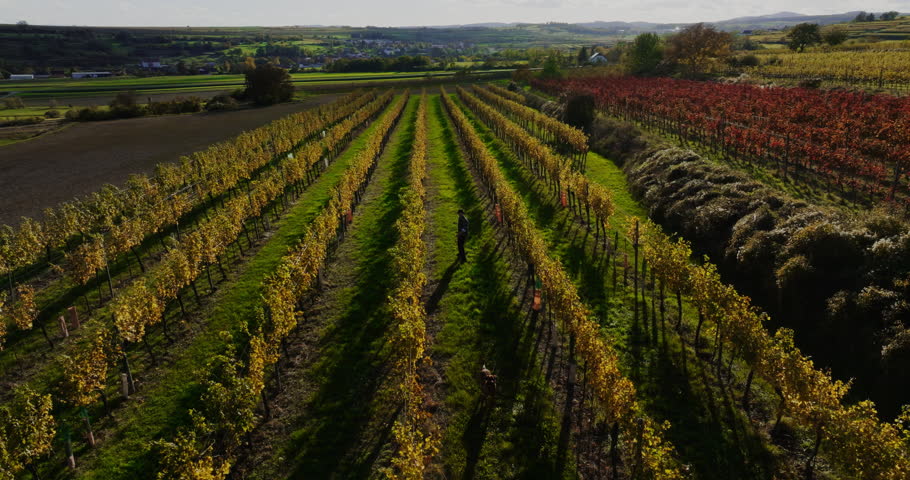 Aerial orbit around man playing with dog in vineyard at golden hour