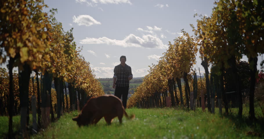 Large brown dog wags tail playing fetch and running away from owner in tree nursery