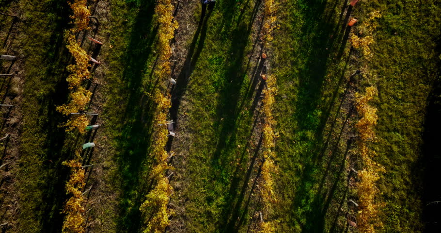 Drone top down tracking view follows man and dog run through vineyard rows at golden hour