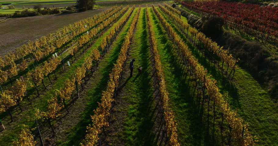 Man plays fetch with best friend dog at golden hour in vineyard rows of farm during autumn