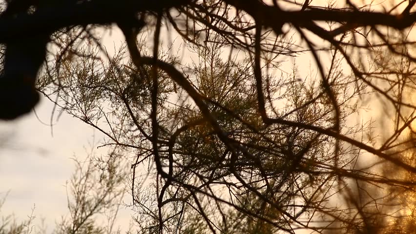 Twilight silhouette through delicate branches