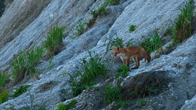 Wild fox in nature in summer. Clip. Shooting beautiful red fox in wild. Red fox runs on rocky slope with green grass. Nature and wild animals