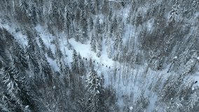 Aerial view of hikers in the pine trees forest, winter landscape, French alps. Clip. Concept of travelling and active lifestyle.