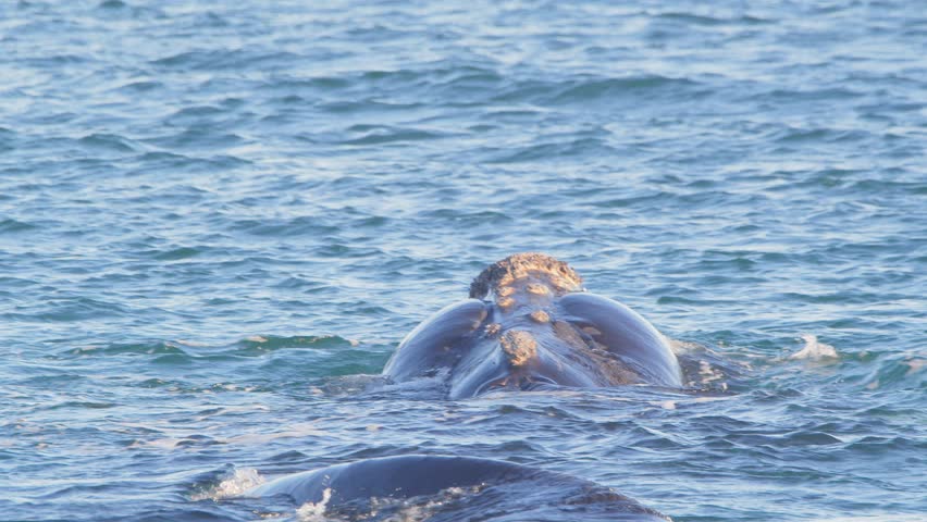 Southern Right Whale floating on water keeping its head and tail fin up in air