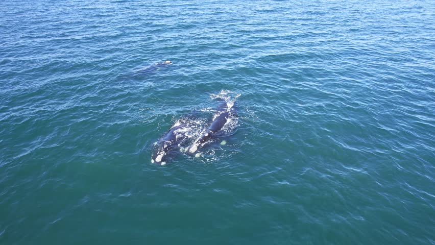 Circular top view of the small pod of southern right whale (Eubalaena australis) and calf Royalty-Free Stock Footage #1111273139