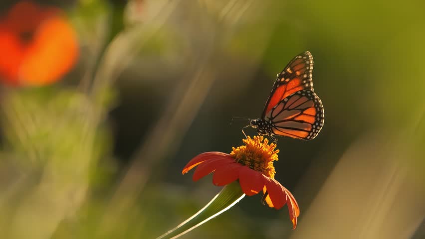 Monarch butterfly on flower, taking off and flying away in slow motion. 4K.
