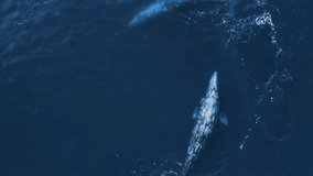 Endangered wildlife areal drone footage. Gray whales migration along California coastline from Mexico to Alaska, Pacific ocean waters. Whale watching background. Wild Nature protection conservation