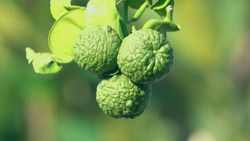 Group of bergamot fruit on a tree Royalty-Free Stock Footage #1111280191