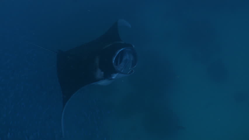 A Huge Manta Ray feeds by somersaulting very close to camera Royalty-Free Stock Footage #1111281197