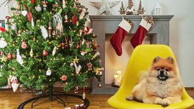 Unleash holiday cheer with our Christmas dog videos collection. Tail-wagging festivities and furry joy to amplify the festive spirit. 🎄🐾 #ChristmasCanines