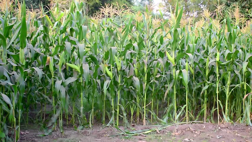 Organic corn plants thrive in sunny farmland. Green leaves, corn pods in corn field in background Royalty-Free Stock Footage #1111283487