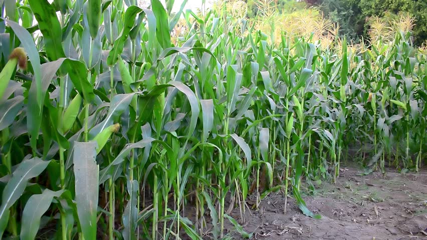 Organic corn plants thrive in sunny farmland. Green leaves, corn pods in corn field in background Royalty-Free Stock Footage #1111283489