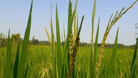 Rice plants moving in wind in the crop fields. Rice plants video.